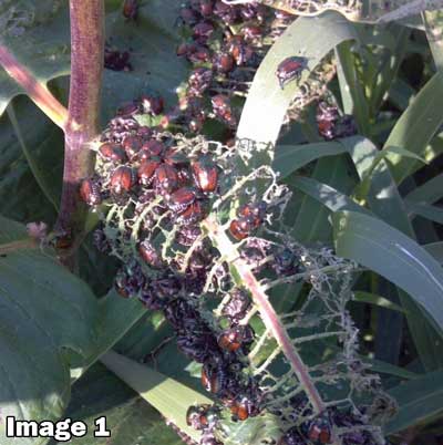 Japanese Beetles on Corn & Soybeans